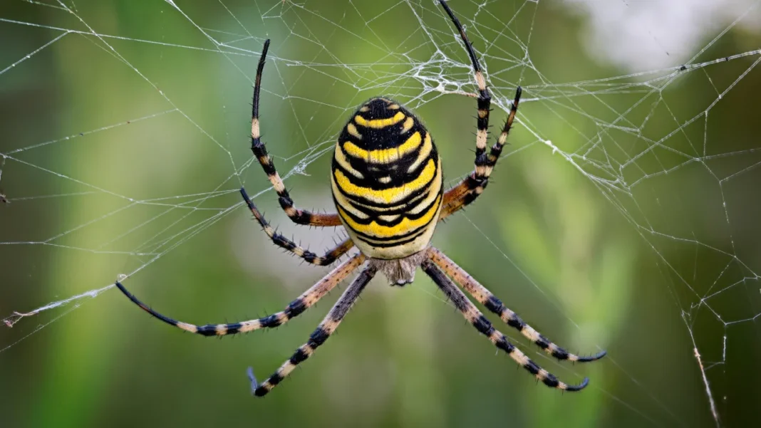 Dicas Essenciais para Cuidar de uma Picada de Aranha