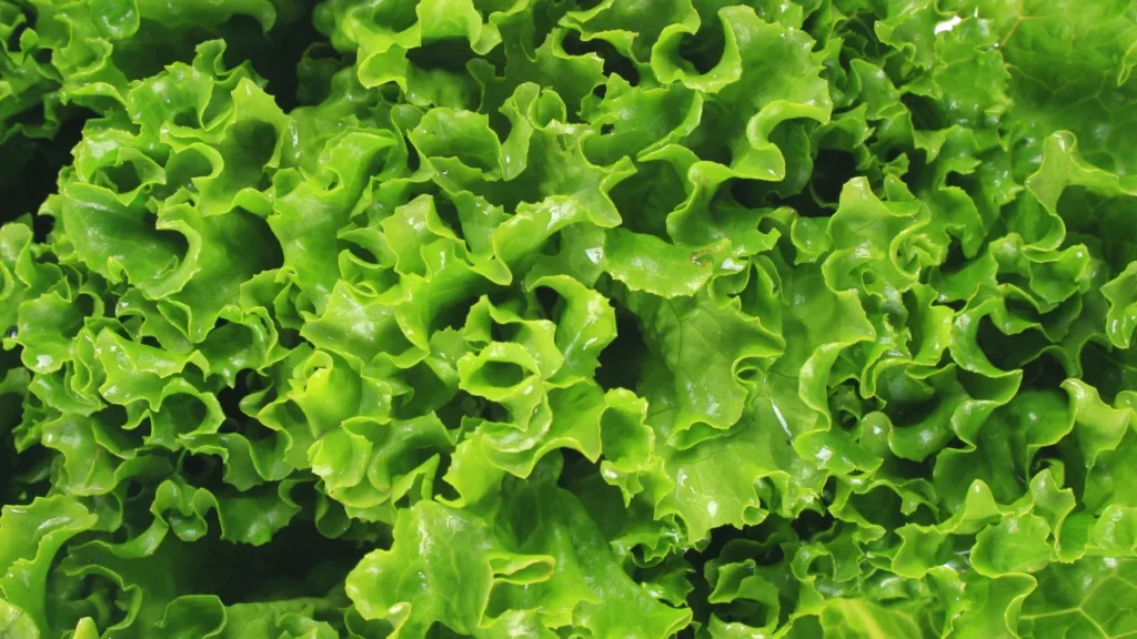 Como plantar alface em casa e evitar que murche rapidamente