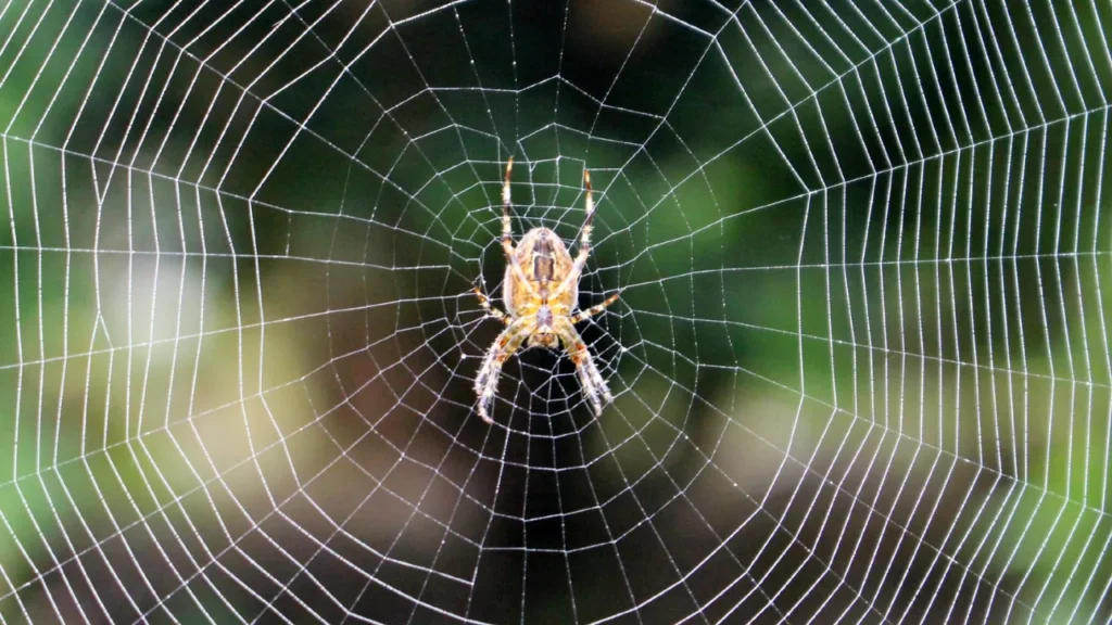 Dicas Essenciais para Cuidar de uma Picada de Aranha