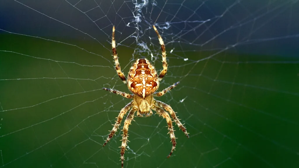 Dicas Essenciais para Cuidar de uma Picada de Aranha