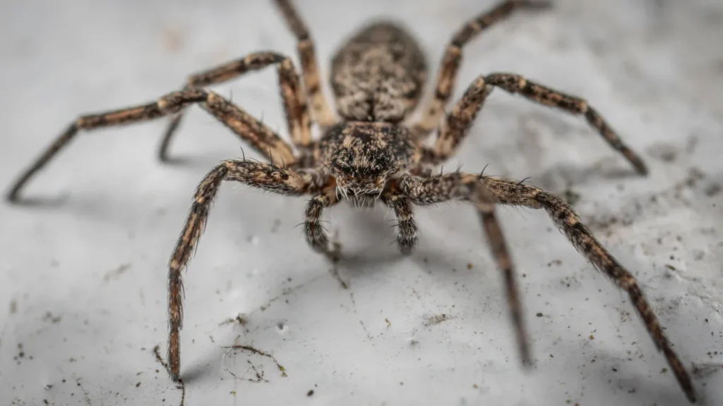 Dicas Essenciais para Cuidar de uma Picada de Aranha