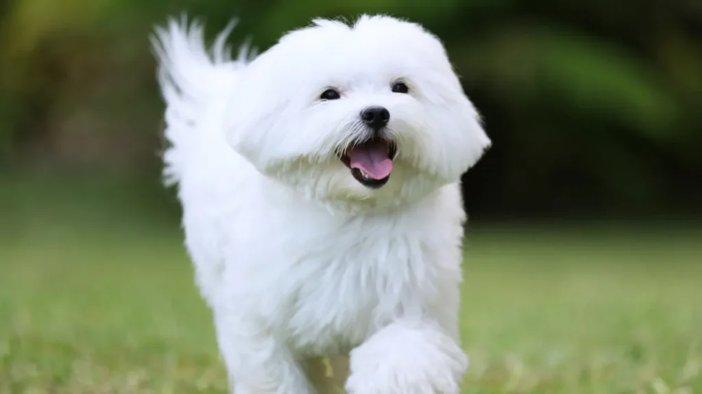Cães pequenos e médios Cães pequenos e médios