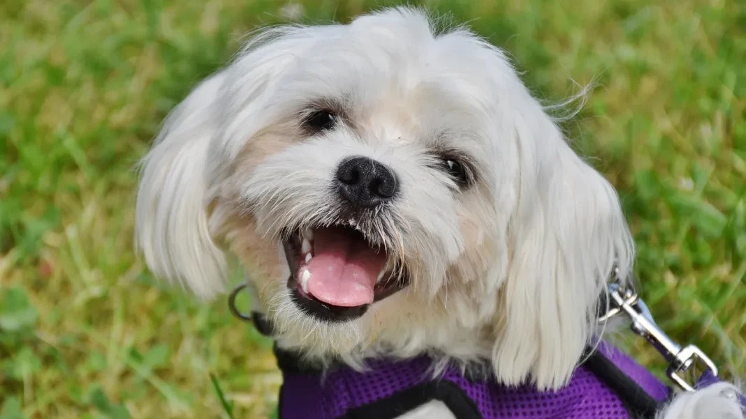 Cães pequenos e médios