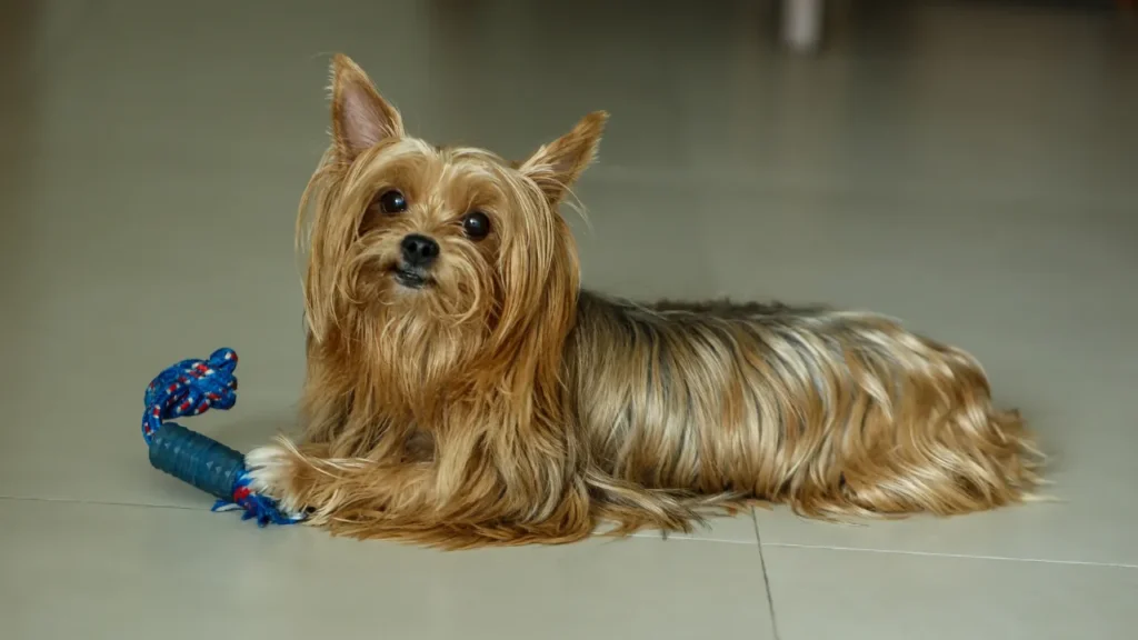 Cães pequenos e médios Cães pequenos e médios